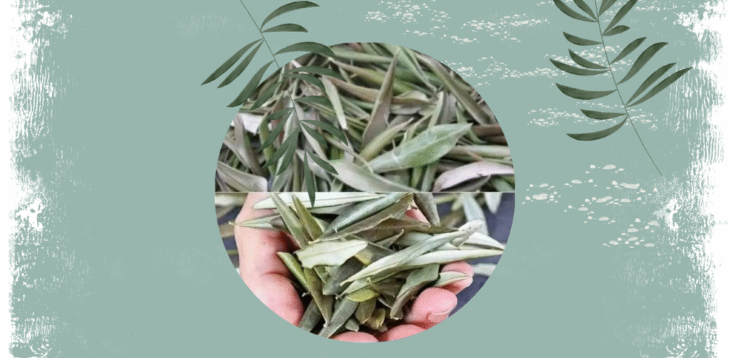 Olive Leaf Tea – A Gift from Nature for Health and Longevity Recipe
