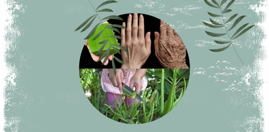 Aloe Vera Skin Treatment Remedy