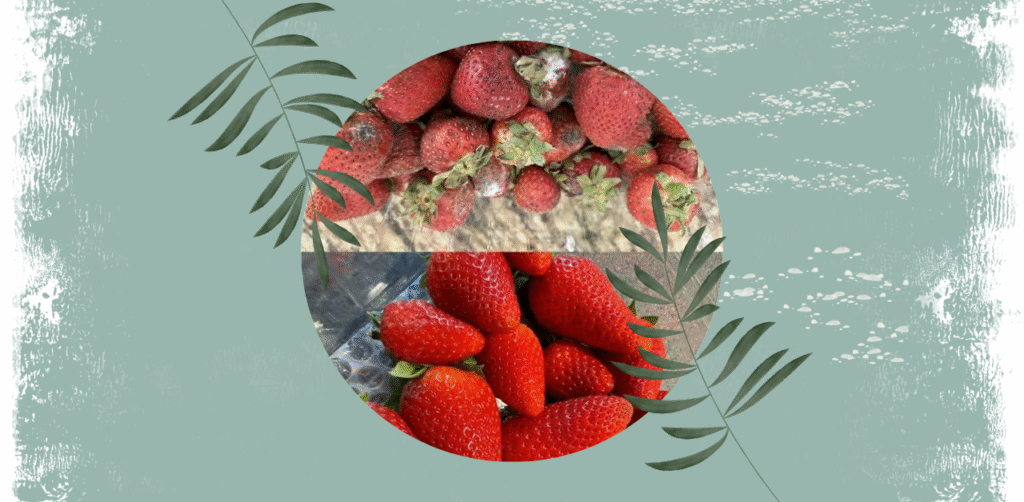 Fresh Strawberry Preservation Hack Recipe