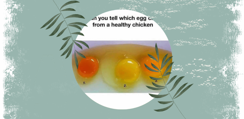 Egg Yolk Health Test What Your Yolk Color Reveals
