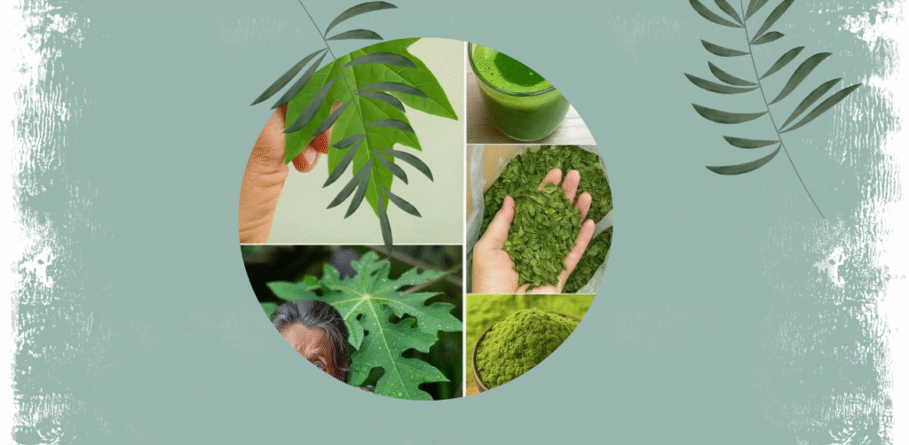 Papaya Leaf Vitality Tonic Recipe